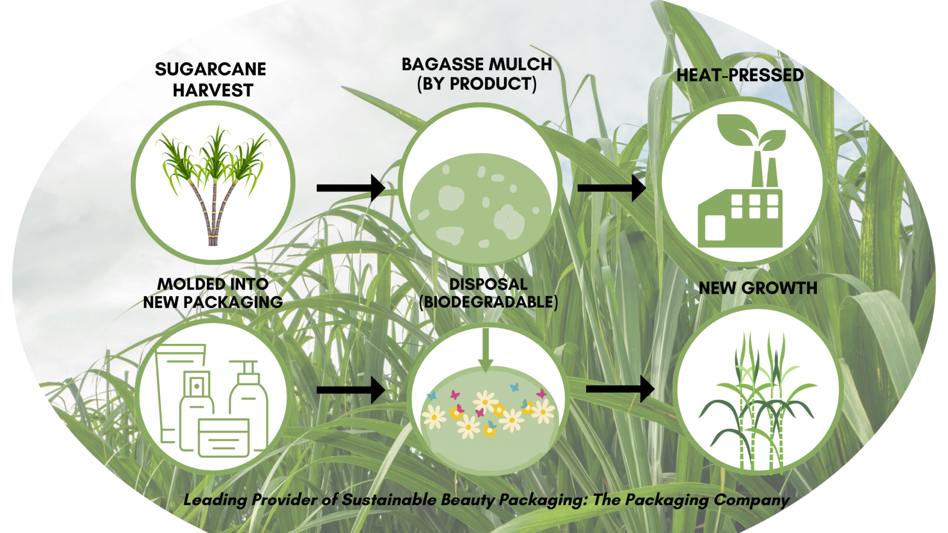 An infographic describing the process of sugarcane from harvest to production of new beauty packaging.